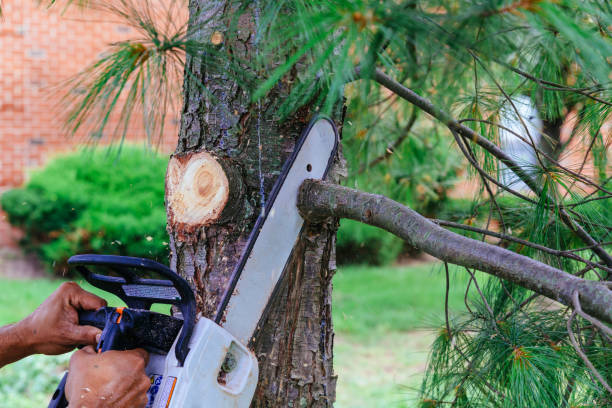 How Our Tree Care Process Works  in La Luz, NM